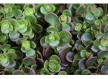 6 X Sedum 'Makinoi' - Foglia Grassa - Vaso 9 X 9 Cm