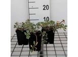 6 X Sedum Spur. Variegatum' - Foglia Grassa - Vaso 9 X 9 Cm