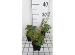 6 X Origanum Vulg. 'Hot & Spicy' - Origano - Vaso 9 X 9 Cm