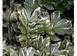 6 X Pachysandra Term. 'Variegata' - Uomo Denso - Vaso 9 X 9 Cm