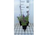 6 X Nepeta Racemosa 'Grog' - Erba Gatta - Vaso 9 X 9 Cm
