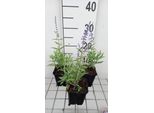 6 X Perovskia Atripl. 'Lacey Blue'® ('Lislitt'®) - Ruta Blu - Vaso 9 X 9 Cm