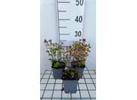 6 X Origanum Vulg. 'Thumble's Variety' - Origano - Vaso 9 X 9 Cm