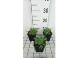 6 X Papaver Miyabeanum - Semi Di Papavero - Vaso 9 X 9 Cm