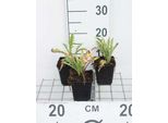 6 X Papaver Or. 'Prince. Viktoria Louise' - Papavero - Vaso 9 X 9 Cm