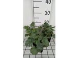 6 X Heuchera Sang. 'Ruby Bells' - Campane Viola - Vaso 9 X 9 Cm