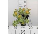 6 X Sedum Kamt. Variegatum' - Foglia Grassa - Vaso 9 X 9 Cm