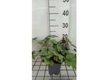 6 X Heucherella Hybr. 'Kimono'® - Fiore Di Schiuma Bastarda - Vaso 9 X 9 Cm