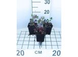 6 X Lupinus Hybr. 'Gallery Red' - Lupino - Vaso 9 X 9 Cm