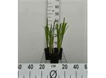 6 X Iris Ensata ( Kaempferi) - Iris - Vaso 9 X 9 Cm