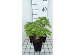 6 X Thalictrum Hybr. 'Black Stockings' - Ruta Dei Prati - Vaso 9 X 9 Cm