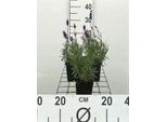 6 X Lavandula Ang. Hidcote' - Lavanda - Vaso 9 X 9 Cm