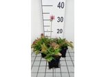 6 X Stachys Monieri 'Rosea' - Erba - Vaso 9 X 9 Cm