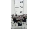 6 X Heuchera Hybr. 'Sugar Plum' - Campanula Viola - Vaso 9 X 9 Cm