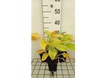 6 X Hosta Hybr. 'August Moon' - Hosta - Vaso 9 X 9 Cm