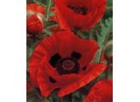 6 X Papaver Or. 'Marcus Perry' - Papavero - Vaso 9 X 9 Cm