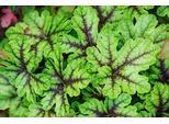 6 X Heucherella Hybr. 'Tapestry'® - Fiore Di Schiuma Bastardo - Vaso 9 X 9 Cm