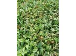 6 X Hosta Hybr. 'Fragrant Blue' - Hosta - Vaso 9 X 9 Cm