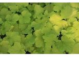 6 X Heuchera Hybr. 'Pistache' - Campanula Viola - Vaso 9 X 9 Cm