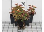 6 X Houttuynia Cord. Camaleonte" - Coda Di Lucertola Colorata - Vaso 9 X 9 Cm"