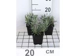 6 X Lavandula Int. 'Dutch' - Lavanda - Vaso 9 X 9 Cm