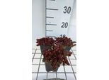 6 X Sedum Hybr. 'Chocolate Ball' - Foglia Grassa - Vaso 9 X 9 Cm