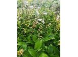 6 X Hosta Hybr. 'Invincible' - Hosta - Vaso 9 X 9 Cm X 9 Cm