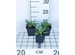 6 X Papaver Or. 'Brilliant' - Papavero - Vaso 9 X 9 Cm