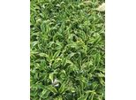 6 X Hosta Hybr. 'Wolverine' - Hosta - Vaso 9 X 9 Cm