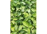 6 X Hosta Hybr. 'Big Mama' - Hosta - Vaso 9 X 9 Cm