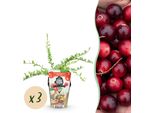 Greenboutiq - Piante Da Frutto - Mirtillo - Vaccinium Macrophylla Early Black - Difficile Da Coltivare - 3 Piante - Vaso 9 Cm - Bacca Rosso Scuro