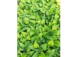6 X Hosta Hybr. 'Purple Heart'® - Hosta - Vaso 9 X 9 Cm