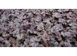 6 X Heuchera Hybr. 'Shangai' - Campanula Viola - Vaso 9 X 9 Cm