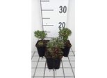 6 X Iberis Semp. 'Absolutely Amethyst' - Fiore A Nastro - Vaso 9 X 9 Cm