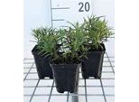 6 X Inula Ensifolia ('Compacta') - Alant - Vaso 9 X 9 Cm