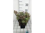 6 X Lamium Mac. 'Anna Green Away' - Ortica Morta - Vaso 9 X 9 Cm