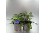 6 X Polemonium Caer. 'Bressingham Purple'® - Scala Di Giacobbe - Vaso 9 X 9 Cm