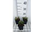 6 X Iberis Semp. 'Appen Etz' - Fiore A Nastro - Vaso 9 X 9 Cm