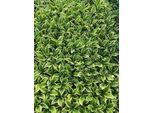 6 X Hosta Hybr. 'Liberty'® - Hosta - Vaso 9 X 9 Cm