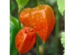 6 X Physalis Alkekengi 'Franchetii' - Physalis - Vaso 9 X 9 Cm