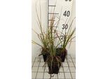 6 X Kniphofia Hybr. 'Nancy Red' - Giglio Delle Torce - Vaso 9 X 9 Cm