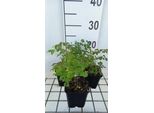 6 X Thalictrum Del. 'Hewitt's Double' - Wiesenraute - Topf 9 X 9 Cm