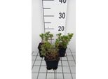 6 X Iberis Semp. 'Nevina' - Fiore A Nastro - Vaso 9 X 9 Cm