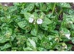 6 X Pulmonaria Off. 'Sissinghurst White' - Allium Marrone - Vaso 9 X 9 Cm