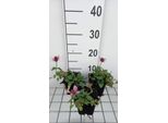 6 X Prunella Grand. Pink Loveliness' - Elleborina Marrone - Vaso 9 X 9 Cm