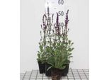 6 X Salvia Nem. 'Caradonna' - Muschio Stellare - Vaso 9 X 9 Cm