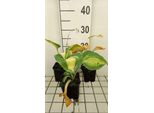 6 X Hosta Sieb. 'Great Expectations' - Hosta - Topf 9 X 9 Cm