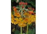 6 X Primula Bulleyana - Primula A Palla - Vaso 9 X 9 Cm