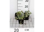6 X Pulmonaria Hybr. 'Opal'® - Allium Marrone - Vaso 9 X 9 Cm