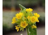 6 X Primula Veris - Primula A Palla - Vaso 9 X 9 Cm